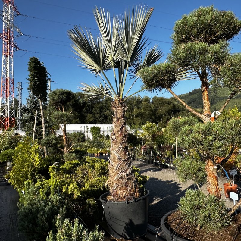 Brahea armata (Brahea modravá) ´SUPER SILVER´ kont. C130L, výška kmeňa: 120-140 cm, celková výška: 200-250 cm (-10°C)